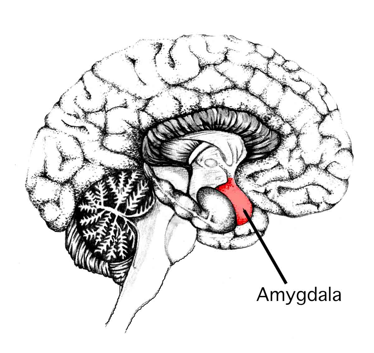 Amygdala